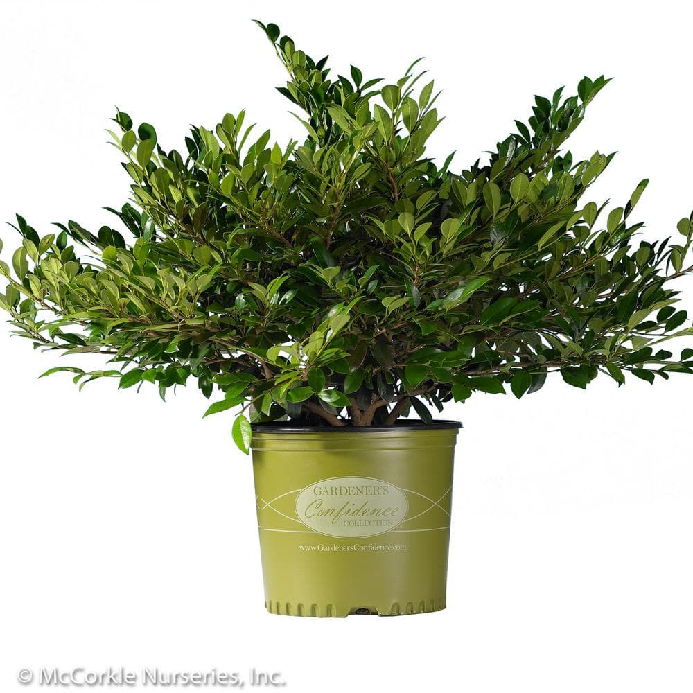 Vigoro 3 Gal. Emerald Heights Distylium Evergreen Shrub with Glossy Green Foliage and Upright Habit 10882