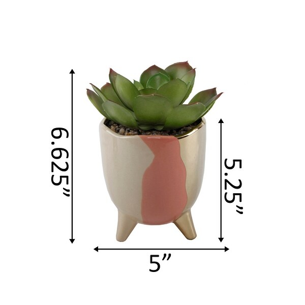 Succulent in 5 3TONE FOOTED CERAMIC，GREY