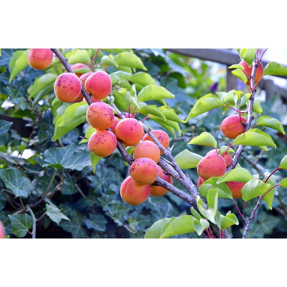 Online Orchards Dwarf Moorpark Apricot Tree - Largest and Sweetest Apricots (Bare-Root 3 ft. to 4 ft. Tall 2-Years Old) FTAC003