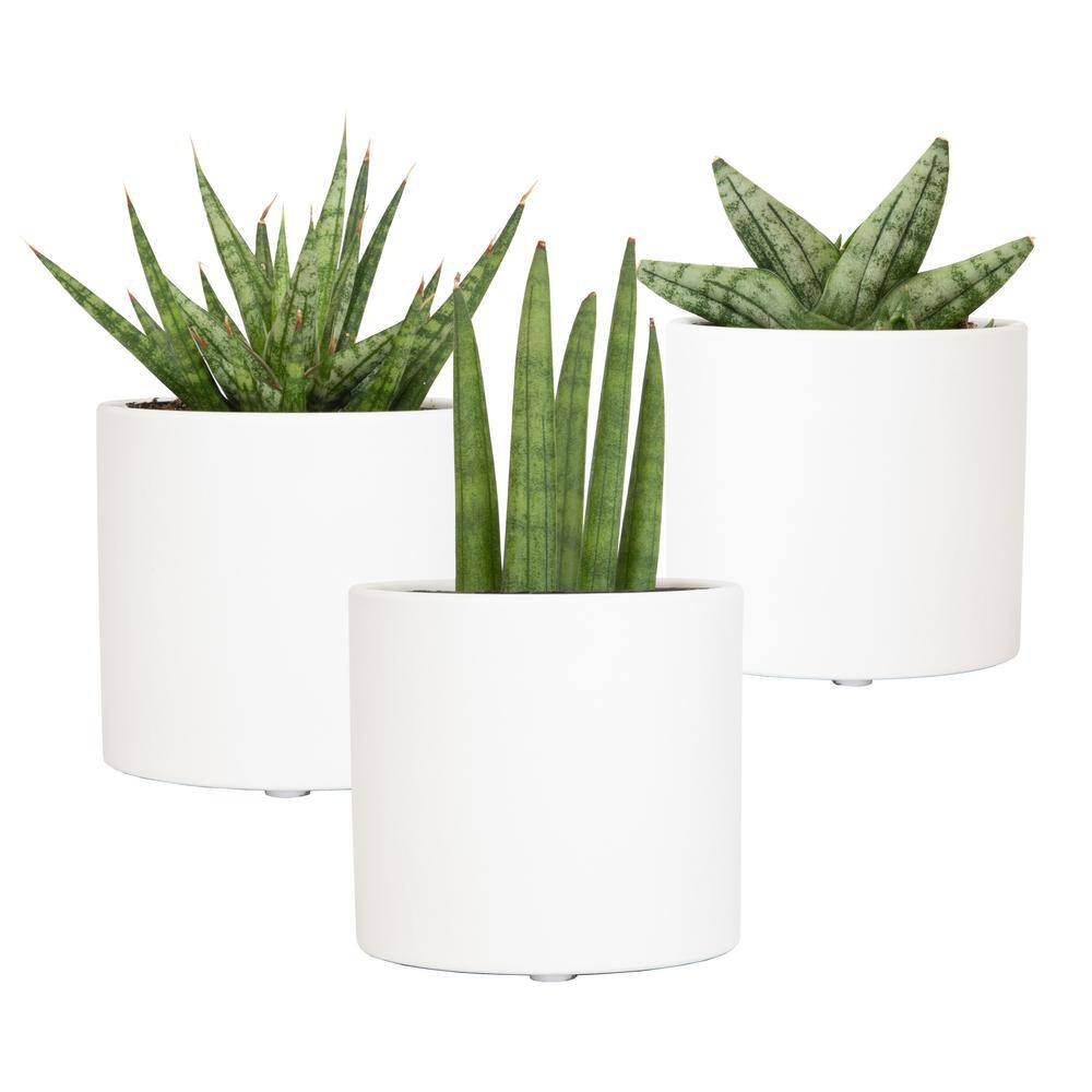 ALTMAN PLANTS 2.5 in. Lolite Sansevieria Snake Plant in Matte White Cylindrical Decor Pot (3-Pack) 0880088