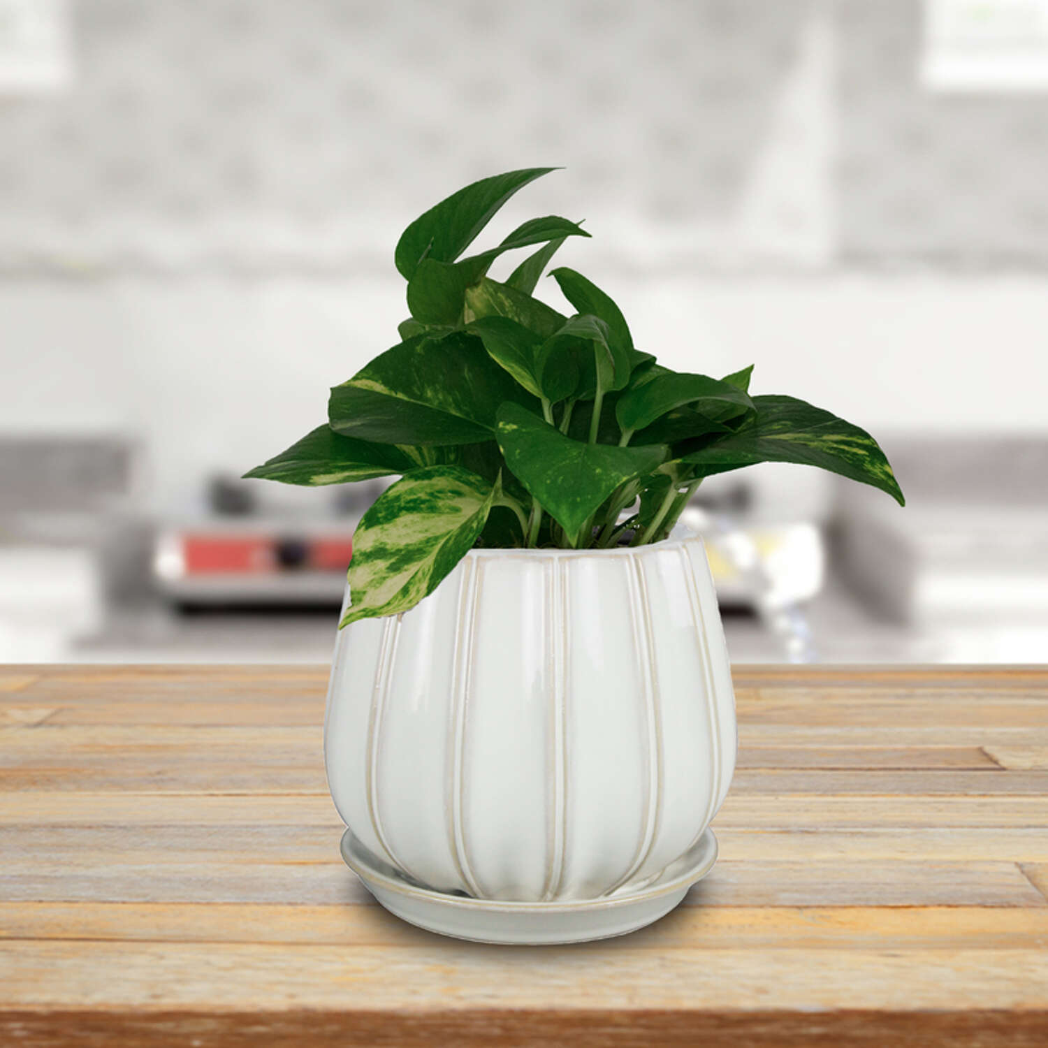 Trendspot Contour 7.28 in. H X 8 in. W X 8 in. D X 8 in. D Ceramic Planter White