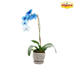 Vigoro 5.5 in. Dallas Small Gray Lacey Orchid Ceramic Planter (5.5 in. D x 5 in. H) with Drainage Hole and Attached Saucer 521414