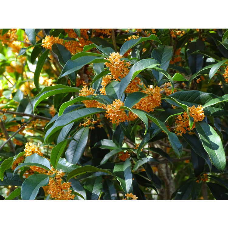 Apricot Echo Orange Tea Olive - Live Plant - ( TG )