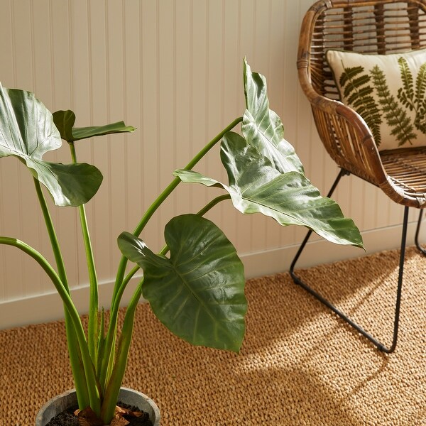 Alocasia Potted 42