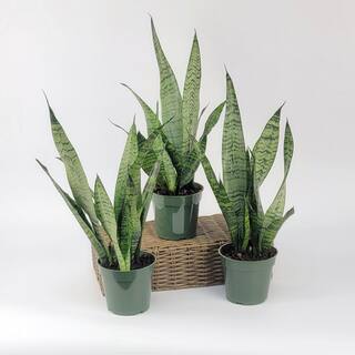 national PLANT NETWORK Snake Plant Zeylanica in 4 in. Grower Pots (3-Pack) HD1651