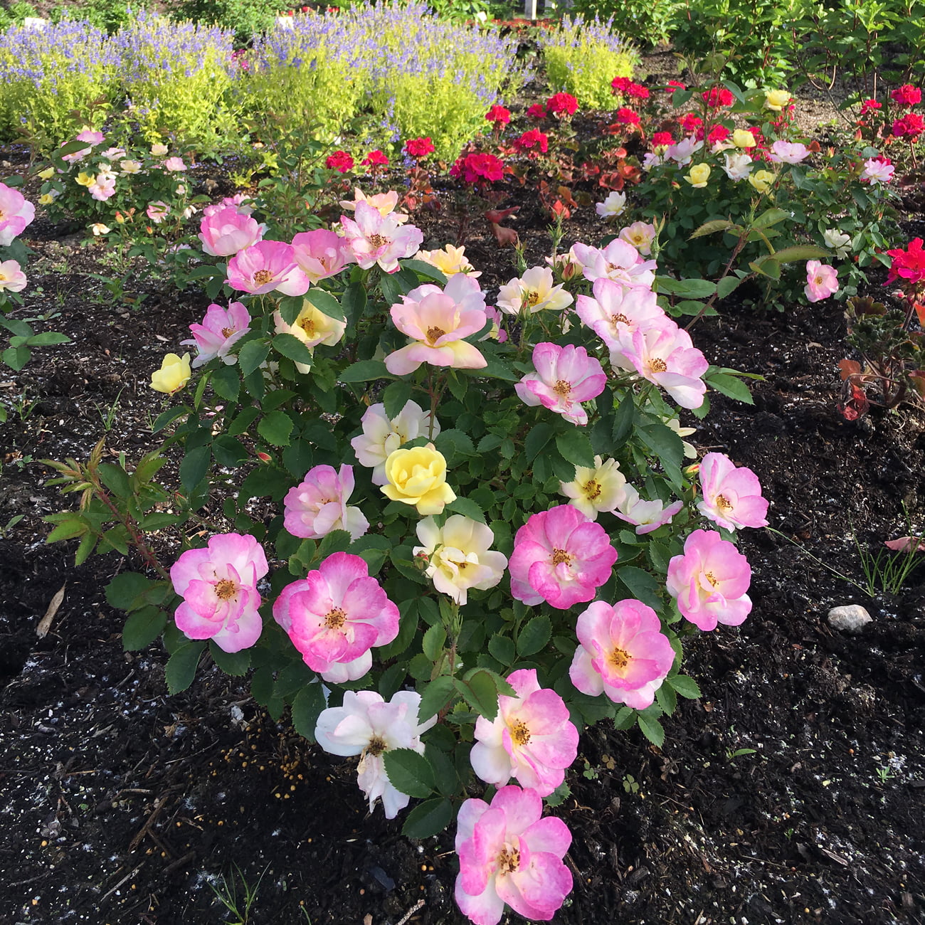 Bloomin' Easy® Rosa Peach Lemonade™ 4