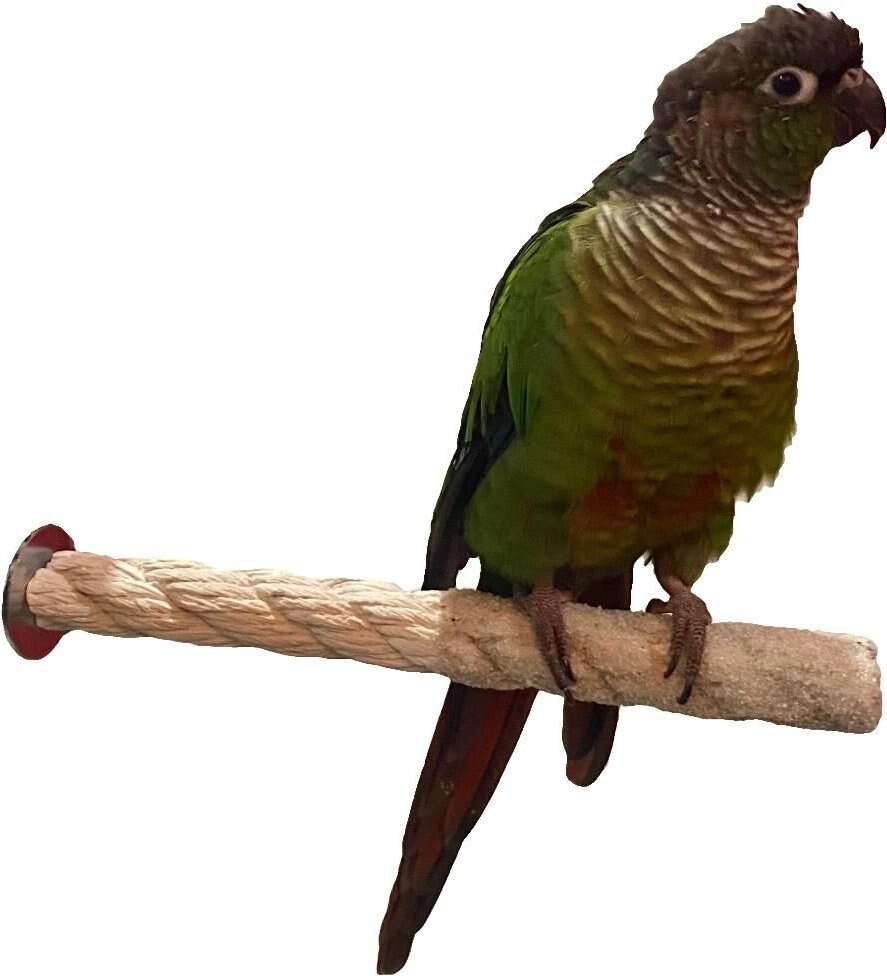 Polly's Pet Products Sand-E-Rope Nail Trimming Bird Perch， Color Varies