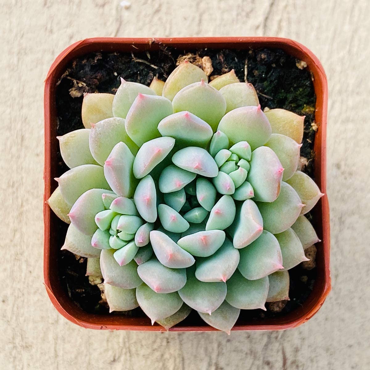 Succulent Plants， Echeveria 'Chrissy N Ryan'， Rosette Succulent Fully Rooted in 2inch Planter for Indoor Office Baby Shower Party Décor