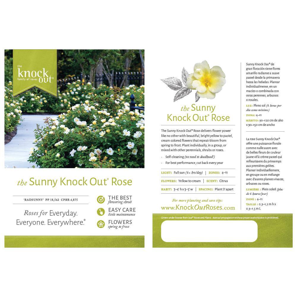 KNOCK OUT Packaged Sunny Knock Out Rose Tree with Yellow Flowers KNO-STR-23-PS