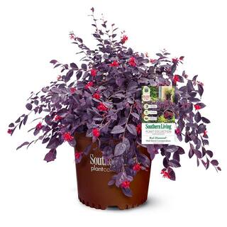 Baucom's 2 Gal. Red Diamond Loropetalum Shrub with Burgundy Foliage and Pink Flowers 14376