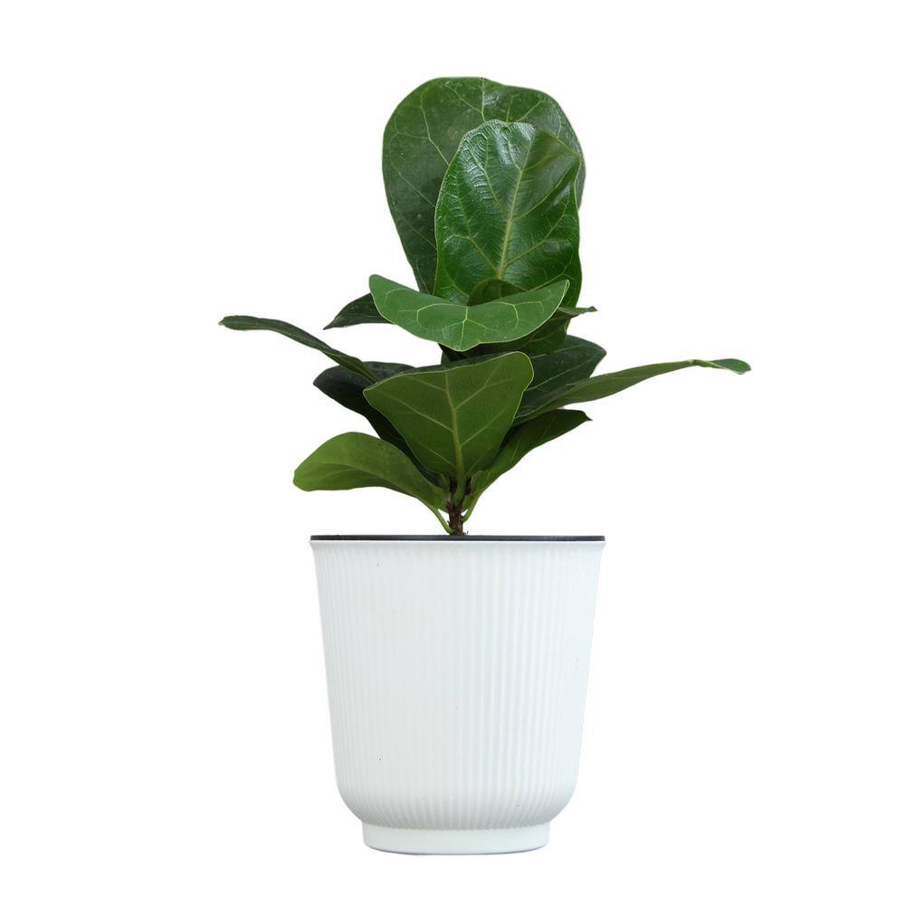 ALTMAN PLANTS Decorative Fiddle-Leaf Fig (Ficus Lyrata) Houseplant Indoor Plant Gift in 4.25 in. White Pot 0873201