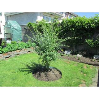 2 ft. Goji Berry Tree with Nutrient Rich Low Maintenance Fruit FTGJ001
