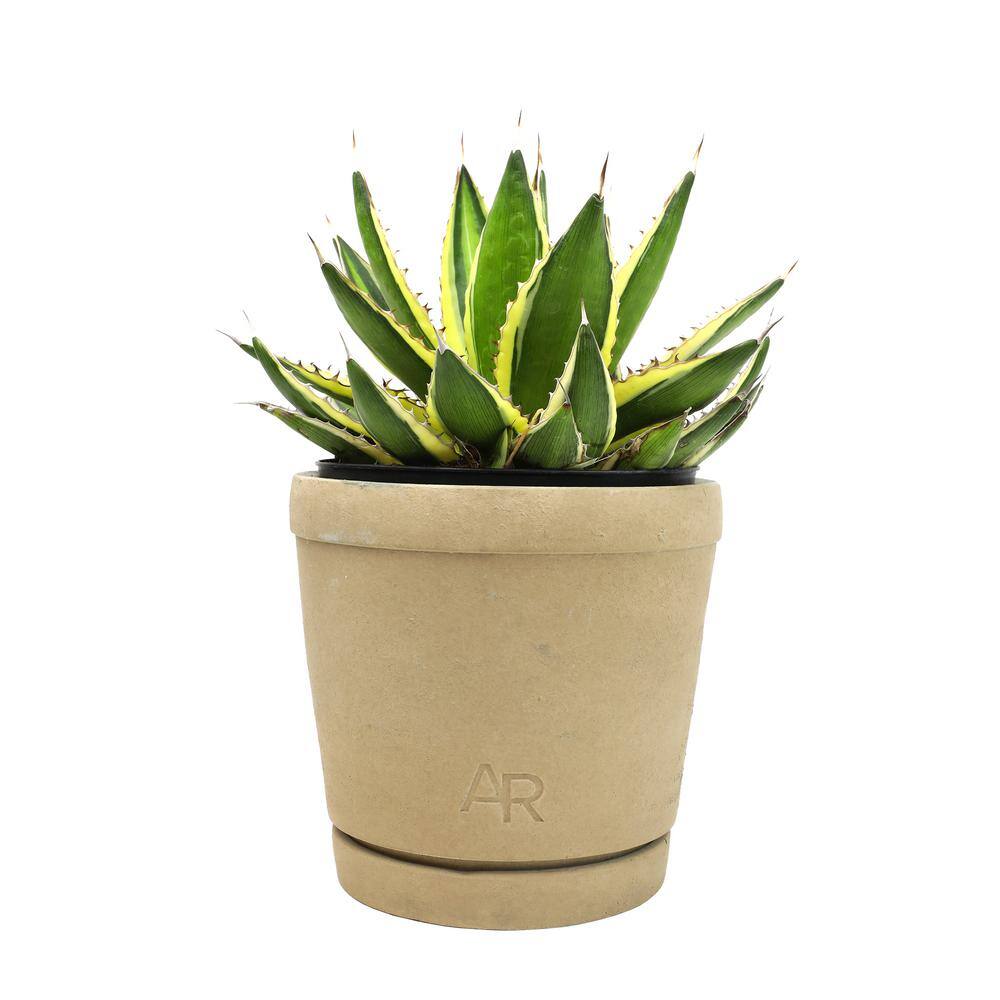 ALTMAN PLANTS Altman Reserve 6 in. Quadricolor Century Plant Succulent (Agave Lophantha) in Cement Pot 0872982