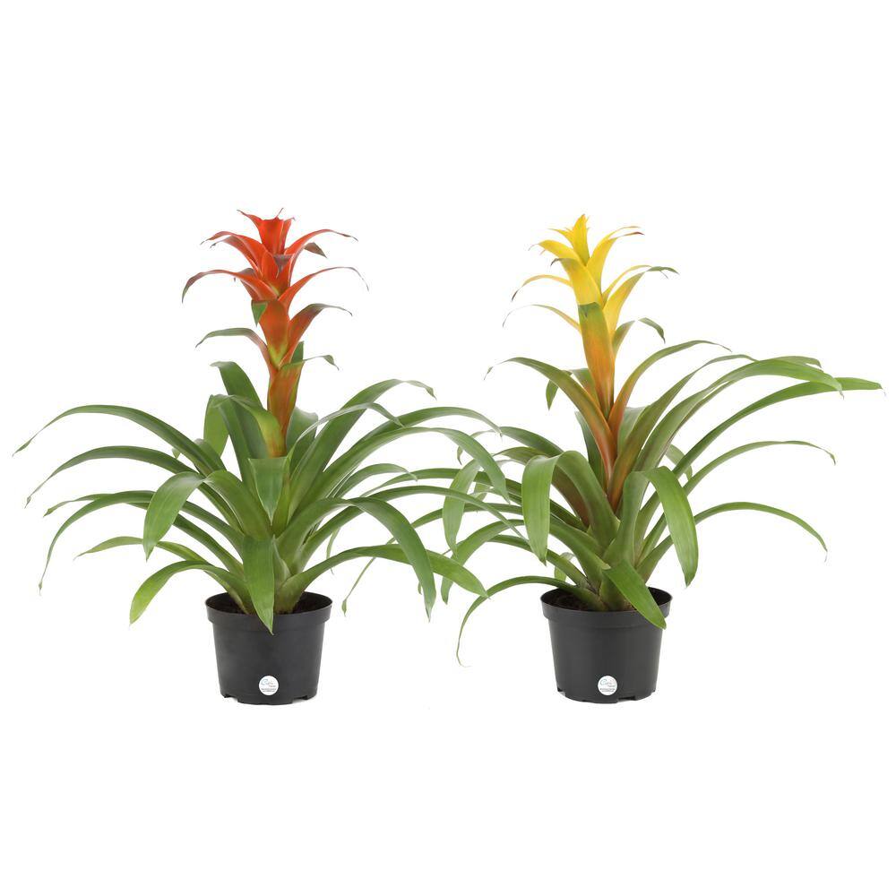 Costa Farms Grower's Choice Bromeliad Indoor Plant in 6 in. Grower Pot Avg. Shipping Height 1-2 ft. Tall (2-Pack) CO.BRO6GP2PK