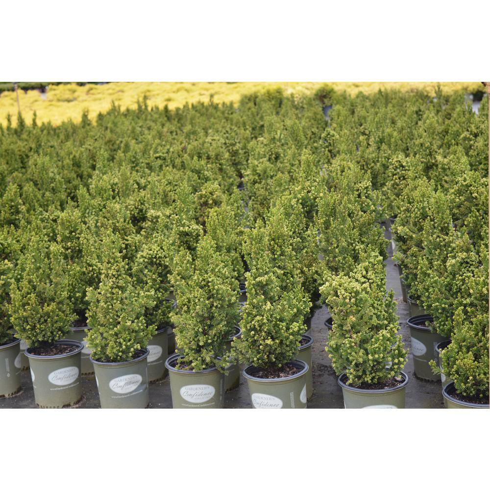 Vigoro 2 Gal. Cryptomeria Japonica Black Dragon 11888