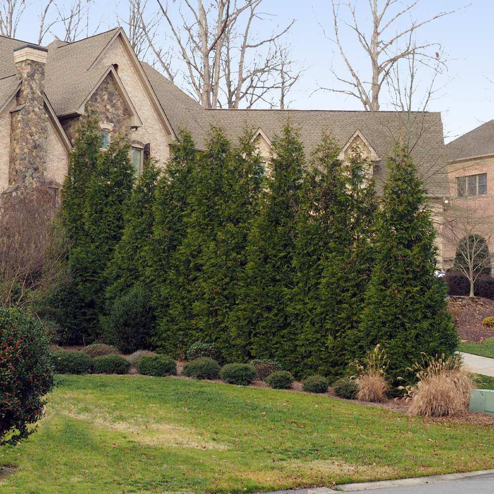 Brighter Blooms 3 Gal. Thuja Green Giant Evergreen Trees THU-GGT-34-3