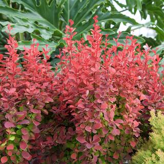 SOUTHERN LIVING 2.5 Qt. Orange Rocket Barberry Live Deciduous Plant Coral to Ruby Red Foliage 0433Q