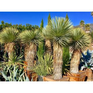 Wekiva Foliage Silver Yucca - Starter Plant in a 4 Inch Growers Pot - Yucca Rostrata - Extremely Rare Outdoor Ornamental Evergreen Tree SilverYucca4