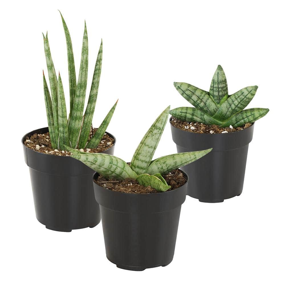 SMART PLANET Mini-Sansevieria Assortment in 2.5 in. Grow Pot (3-Pack) 0880086