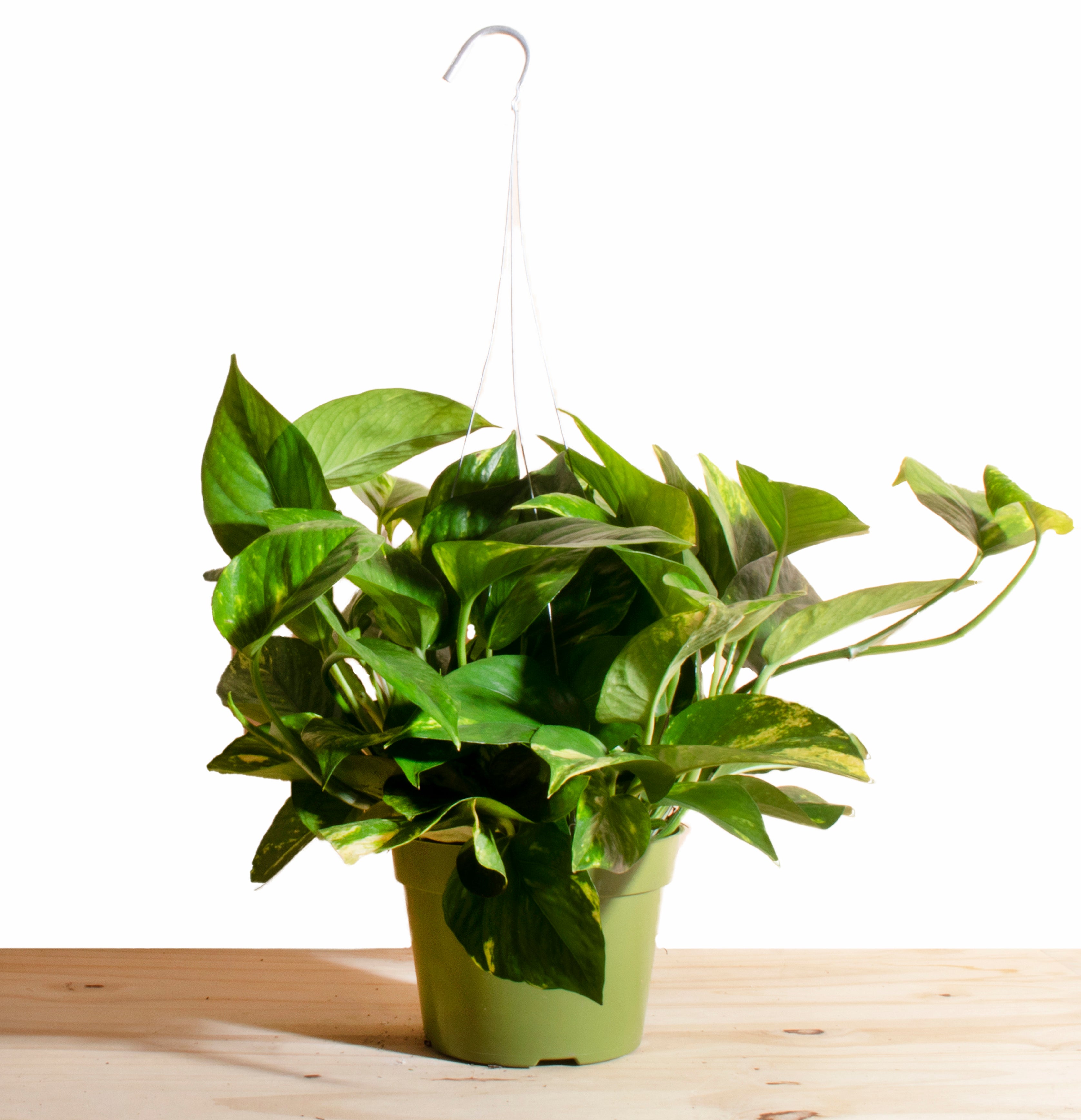 Pothos Devil's Ivy in 6