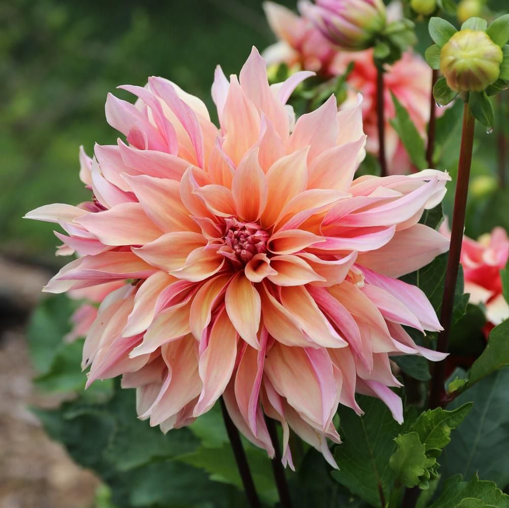 Blue Buddha Farm: Labyrinth Dinnerplate Dahlia Bulb - Easy to Grow Indoor or Outdoor Perennial Plant