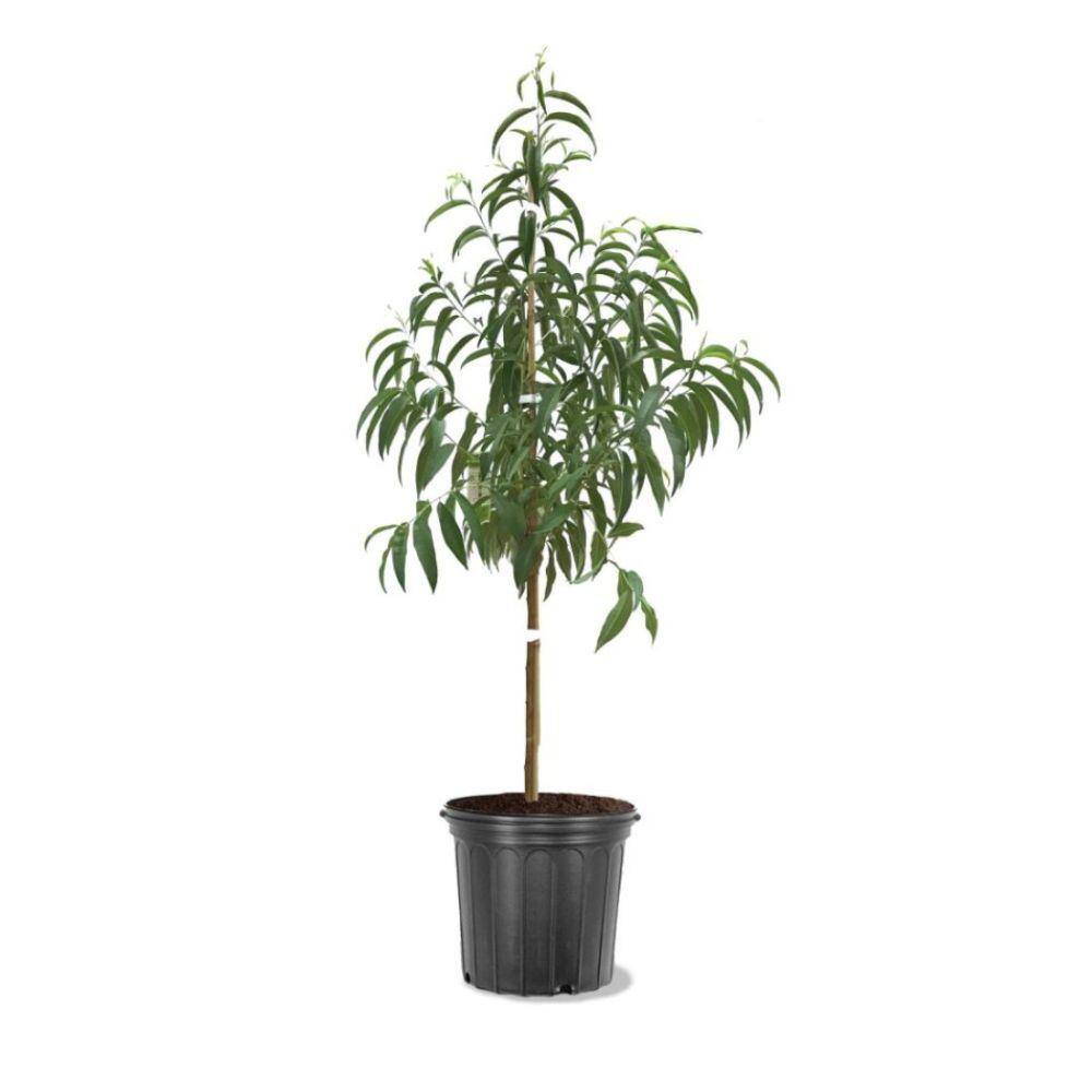Southern Living 5 Gal. La Feliciana Peach Tree PCHLAF05GSL