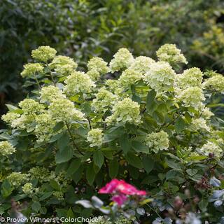 PROVEN WINNERS 1 Gal. Little Lime Hardy Hydrangea (Paniculata) Live Shrub Green to Pink Flowers HYDPRC1076101