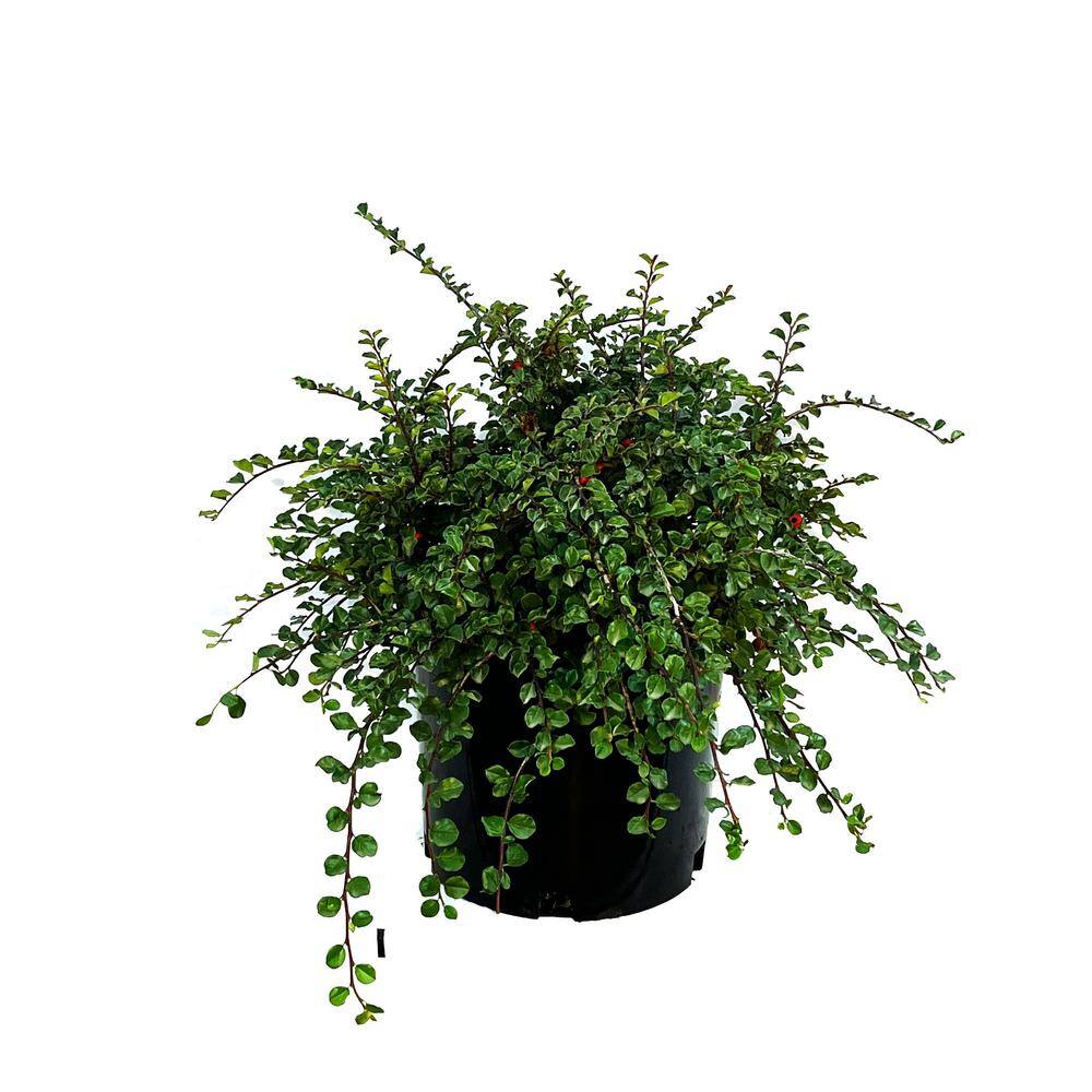 2.25 Gal. Cranberry Cotoneaster Live Shrub with Beautiful Red Winter Berries O208003