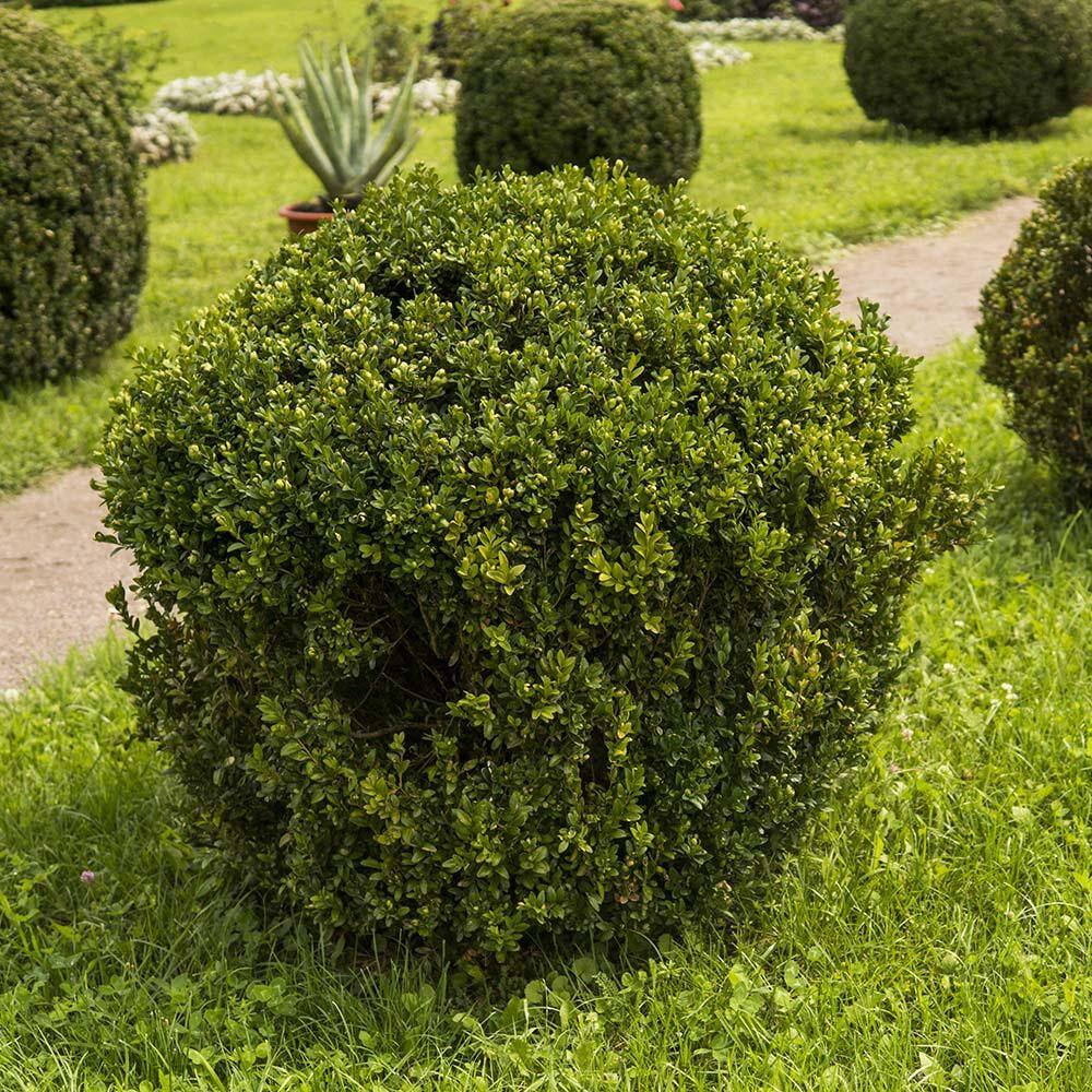 FLOWERWOOD 2.5 Gal - Wintergreen Boxwood Live Shrub Plant Glossy Dark Green Foliage 06173FL