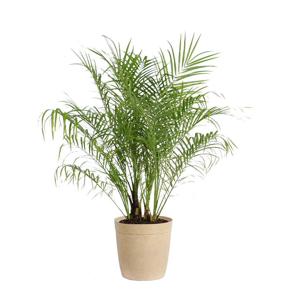 Pygmy Date Palm