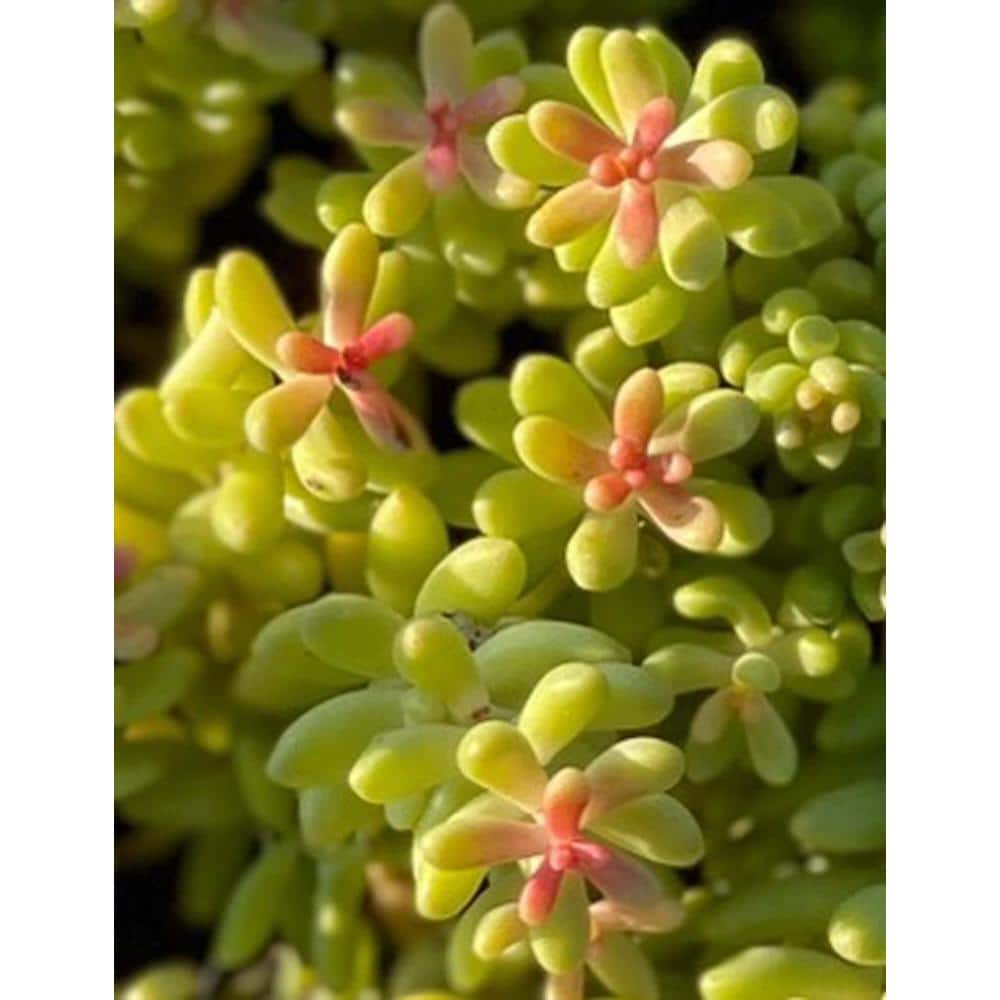 Zeus  Ruta Stonecrop Sedum Plants Pet-Safe Spreading in Pots (3-Pack) W1009-ST3