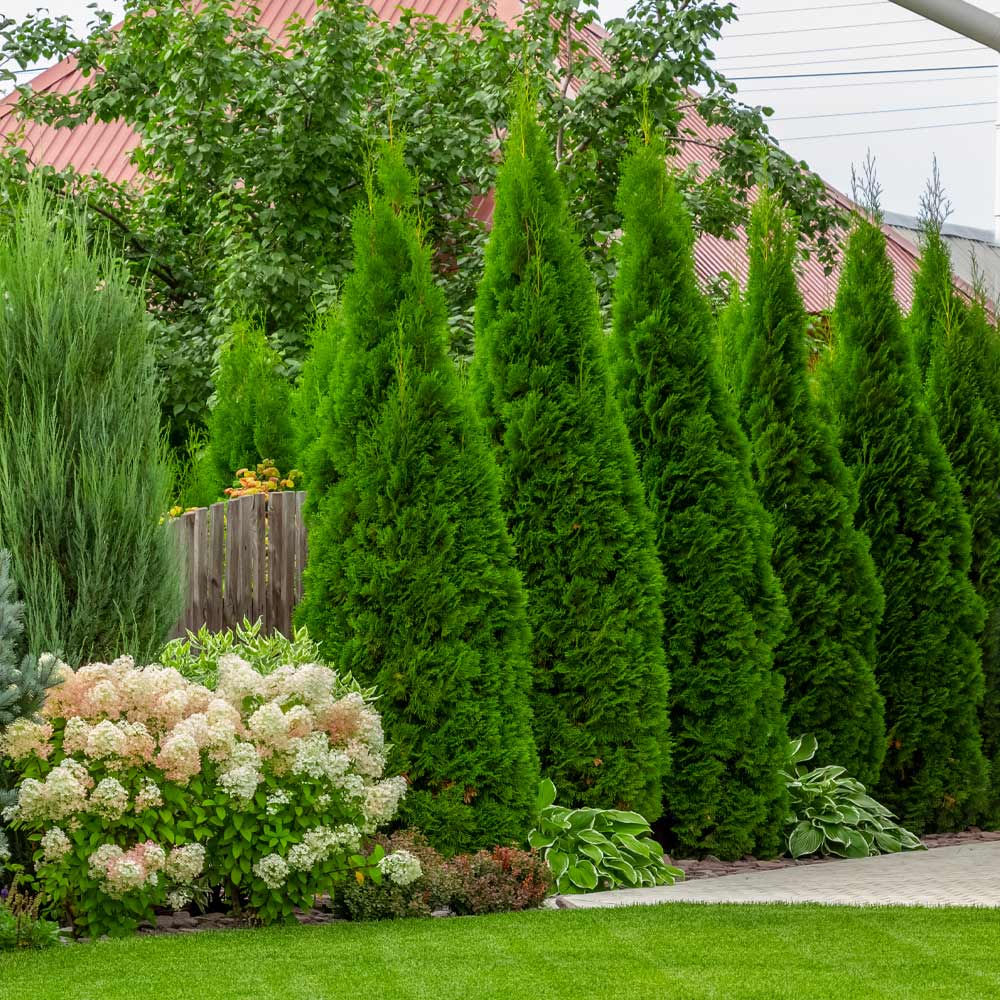 Emerald Green Arborvitae