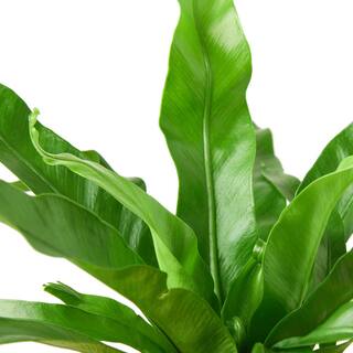 Birds Nest Leslie Fern (Asplenium nidus) Plant in 4 in. Grower Pot 4_FERN_LESLIE