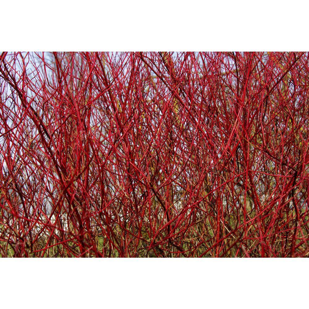 Online Orchards 1 Gal. Red Twig Dogwood Shrub Gorgeous Fireyred Winter Stems and Huge White Spring Flowers SBDW001