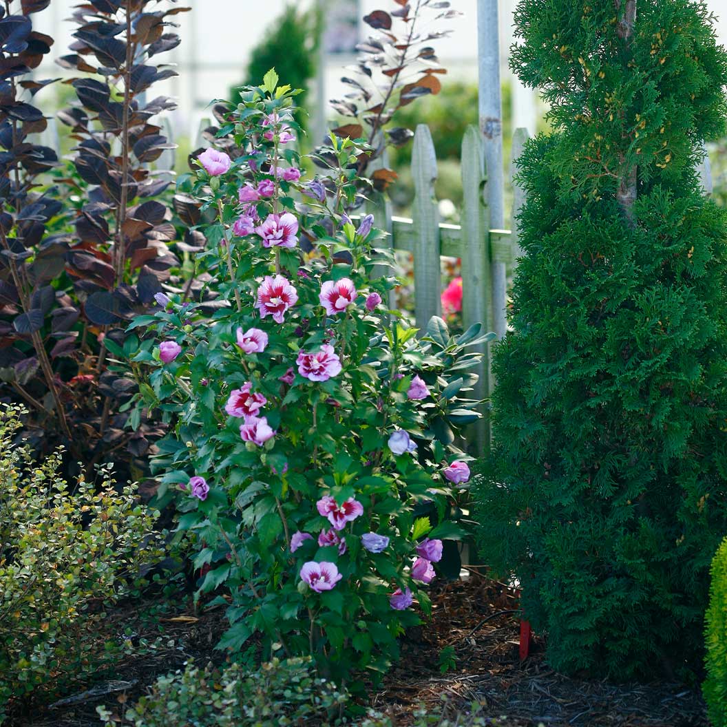 Purple Pillar® Rose of Sharon Althea