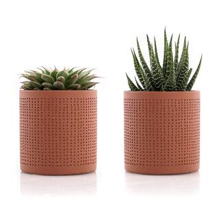 2.5 in. Assorted Succulent Set in Orange Dot Pot (2-Pack) SUCCLYAS325SOD