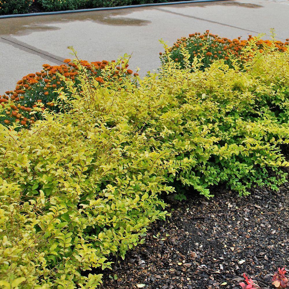 SOUTHERN LIVING 2 Gal. Sunshine Privet Ligustrum Shrub 39532