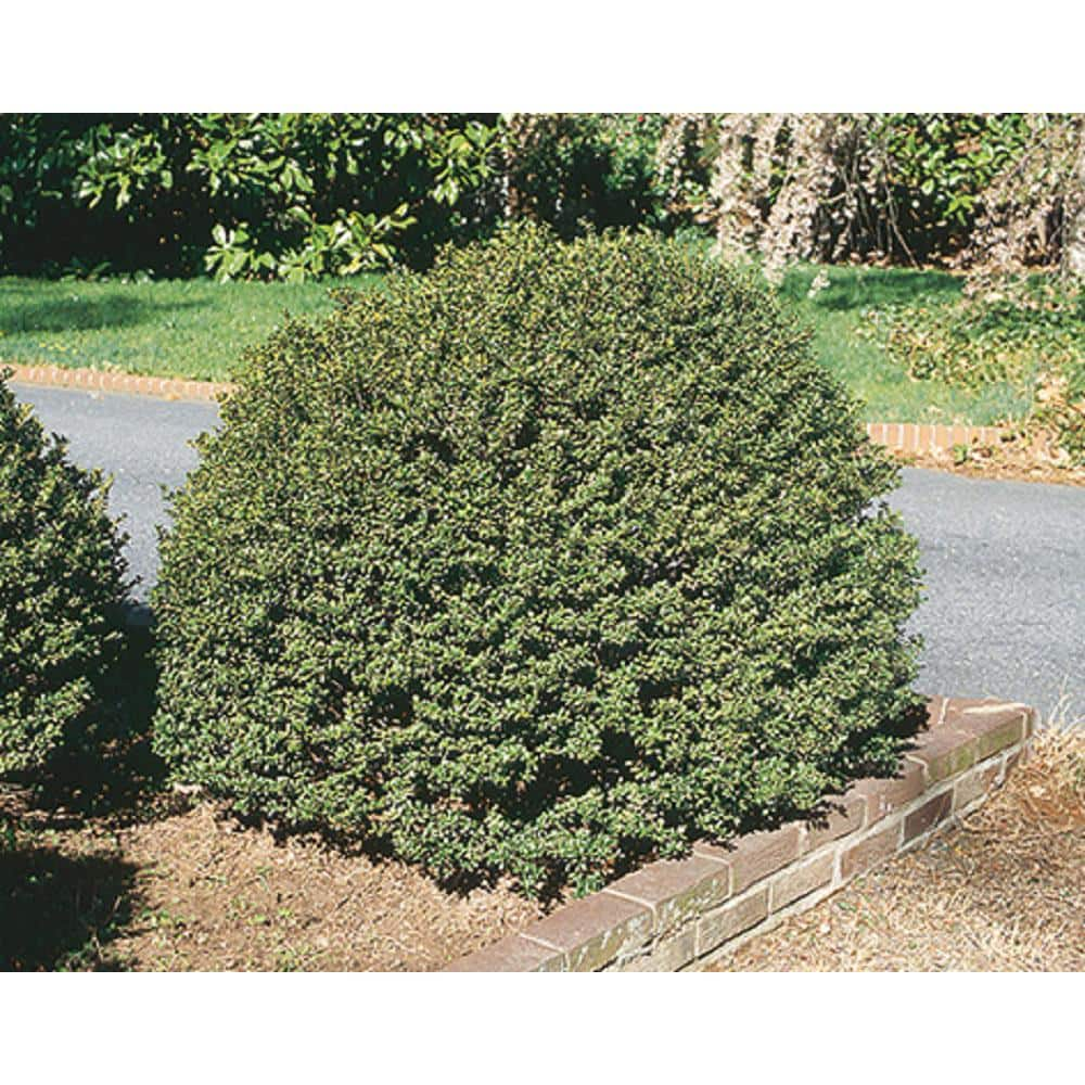 BELL NURSERY 3 Gal. Compacta Japanese Holly (Ilex Crenata) Live Evergreen Shrub ILEXC3CRE1PK