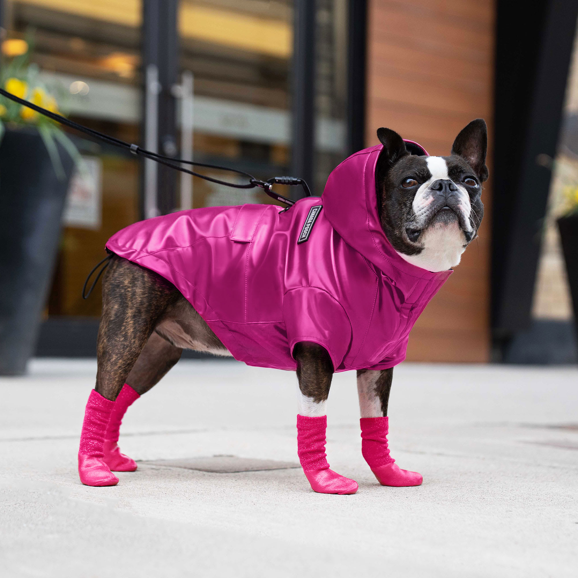 Canada Pooch Pink Slouchy Dog Socks， Small