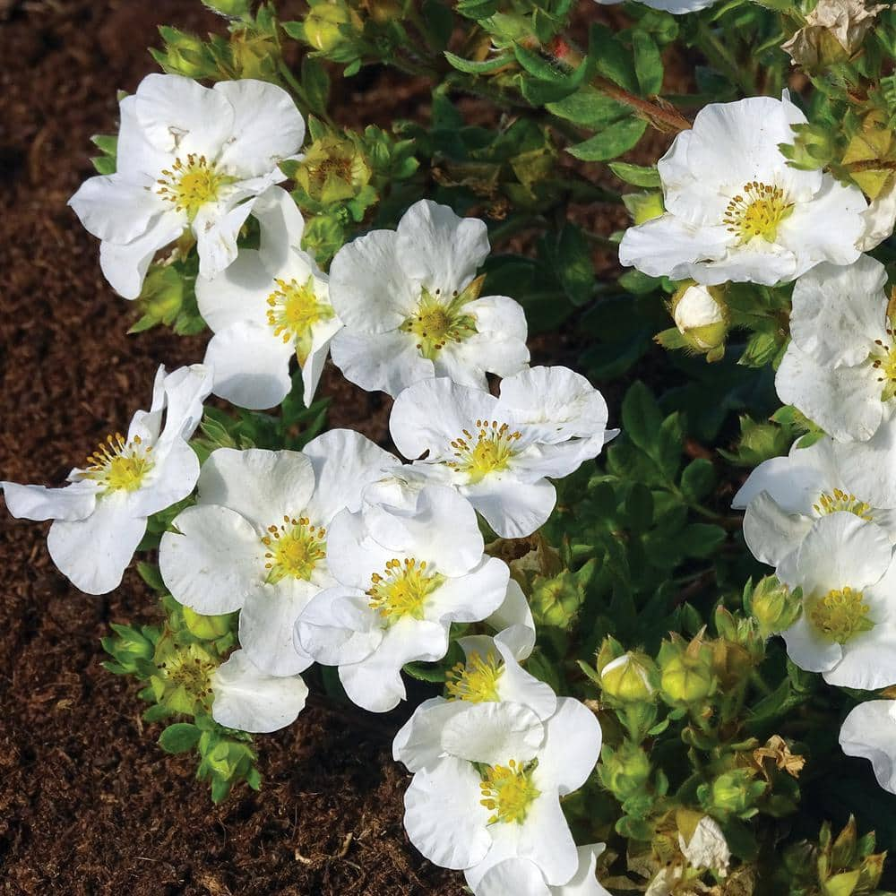 BLOOMIN' EASY 2 Gal. Bella Bianca Potentilla Live Shrub Pure White Flowers DGPE5487