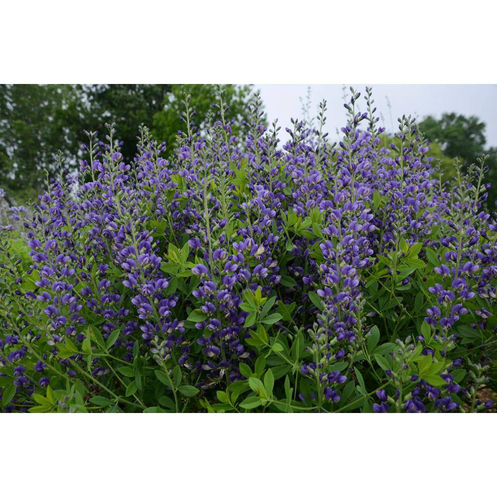 PROVEN WINNERS 3 Gal. Blueberry Sundae Baptisia Live Perennial Plant (1-Pack) BAPTI3BBY1PK