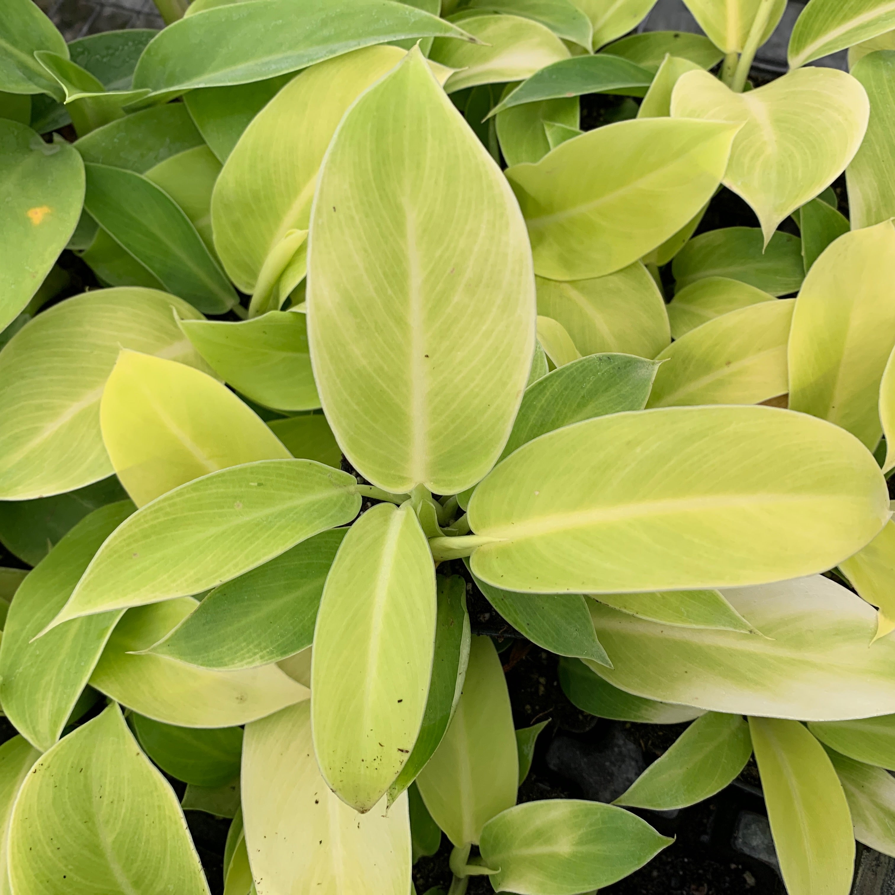 Philodendron Moonlight hybrid Live Plant - Philodendron - Wellspring Gardens Starter Plant