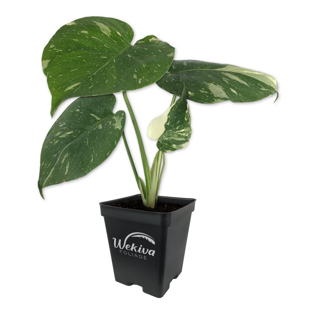 Wekiva Foliage Thai Constellation Monstera - Live Plant in a 4 Inch Nursery Pot - Houseplant Connoisseur Collection ThaiConst4