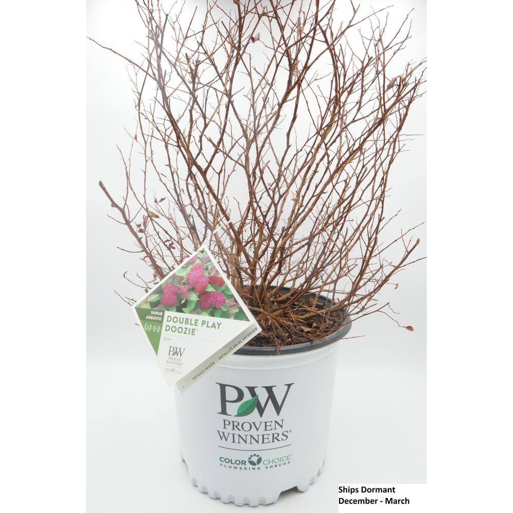 PROVEN WINNERS 2 Gal. Double Play Doozie Spirea Flowering Live Shrub with Deep Red Flowers PWSPA2DPY1PK