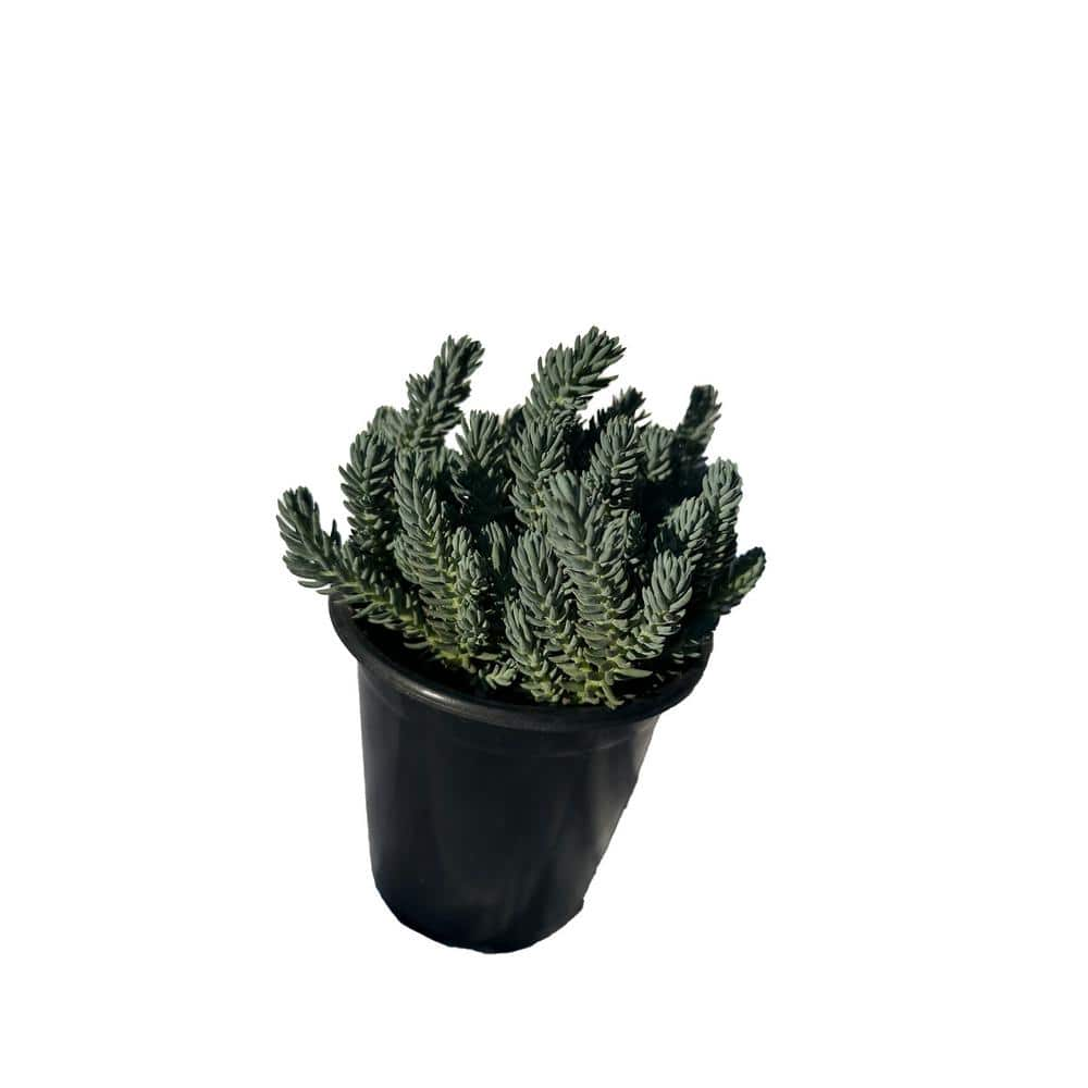 Cesicia Blue Spruce Stonecrop Plants in Separate in Pots (5-Pack) W-FXO-89