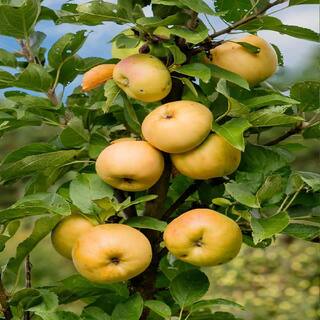 5 Gal. Golden Sentinel Columnar Apple Tree APPYPO05G