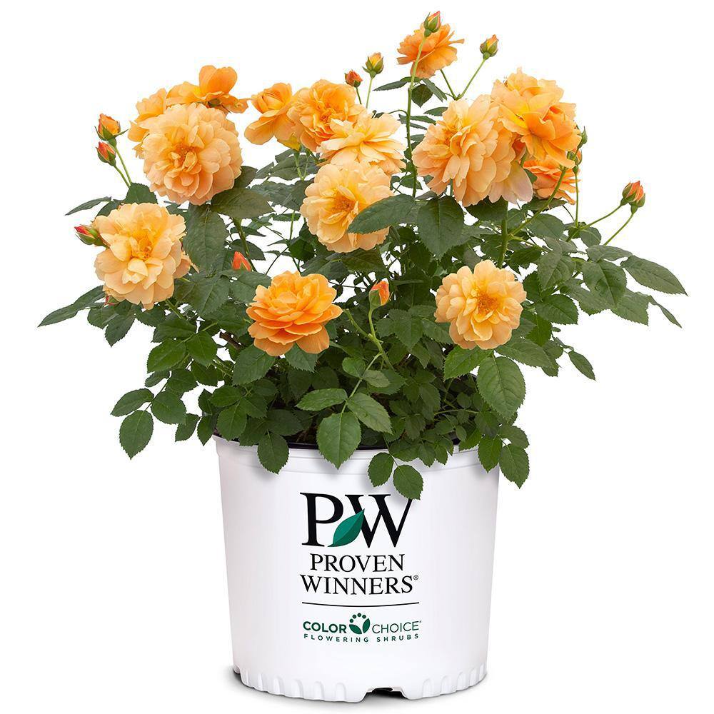 PROVEN WINNERS 2 Gal. At Last Rose Plant with Sunset-Orange Flowers 16888