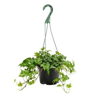 LIVELY ROOT 6 in. Green English Ivy (Hedera helix) Plant in Grower Pot LRGRNIVY6