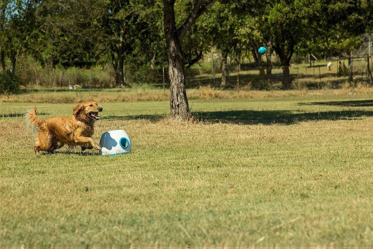 iFetch Too Automatic Ball Launcher Dog Toy