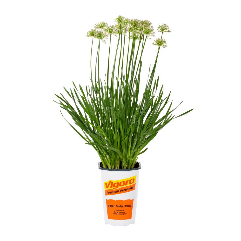 Vigoro 2.5 Qt. Purple Lily Allium Perennial Plant 69357